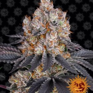 Gelato Feminised Seeds -1