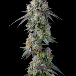 Gastro Pop S1 Feminised Seeds - 7
