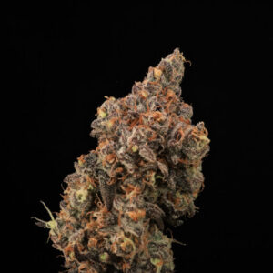 Dirty Laundry FAST Feminized Seeds - 5