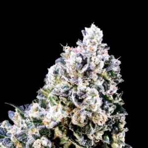 Laundry Shaman Feminized Seeds - 5