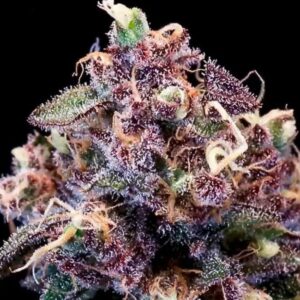 Berry Pie FAST Feminized Seeds - 5