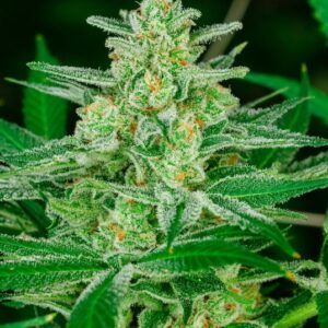 Blue Dream FAST Feminized Seeds - 5