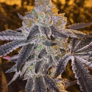 Gopher Glue FAST Feminized Seeds - 5