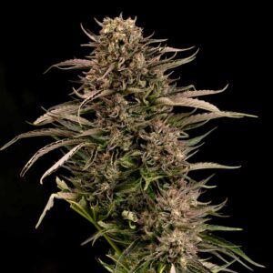 Fatso GMO F1 Auto Feminised Seeds - 10