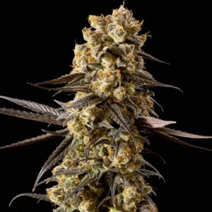 Banana Biscotti F1 Feminised Seeds - 5