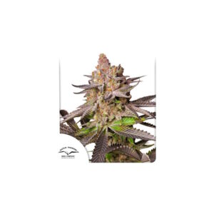 Melonade Runtz Feminised Seeds - 1