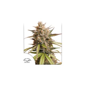 Melonade Runtz Auto Feminised Seeds - 3
