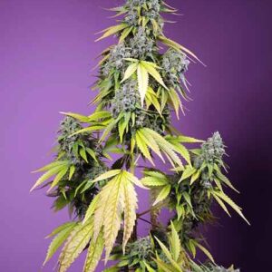 Jet Fuel Mandarine XL Auto Feminised Seeds - 3