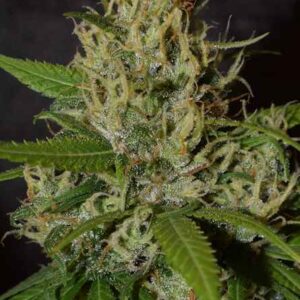 Oaxaca A5 Haze Feminised Seeds - 3