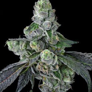 Goofiez² Feminised Seeds - 7
