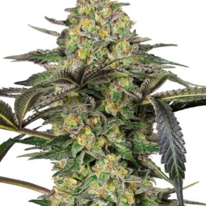 Grapevine Candy Feminised Seeds - 3