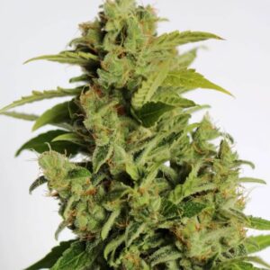 Cherry Bear Kush Auto Feminized Seeds - 5