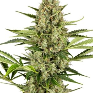 Jack Herer Auto Feminised Seeds - 5