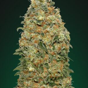 White Widow Feminised Seeds - 5