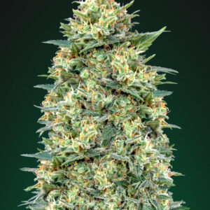 White Widow Auto Feminised Seeds - 5