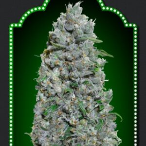 Afghan Mass XXL Auto Feminised Seeds - 5