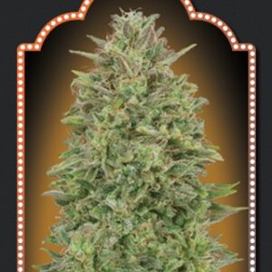 00 Skunk Feminised Seeds - 5