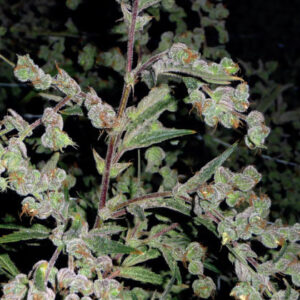 Dr Grinspoon Feminised Seeds - 10