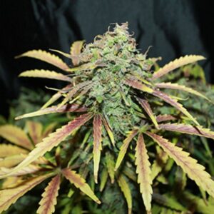 Amnesia Regular Seeds - 10