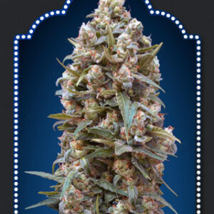 00 Kush Feminised Seeds - 5