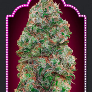 Bubble Gum Feminised Seeds - 5