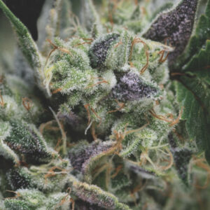 Gorila Auto Feminised Seeds - 5