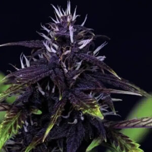 Tiger-One Kush CBD 30:1 Auto Feminized Seeds - BULK x 100