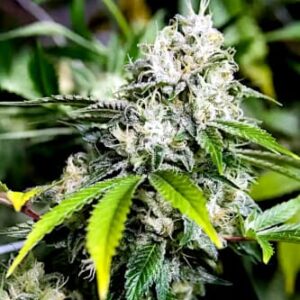 White Widow FAST Feminized Seeds - BULK x 100
