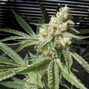 Pineapple Feminized Seeds - BULK x 100