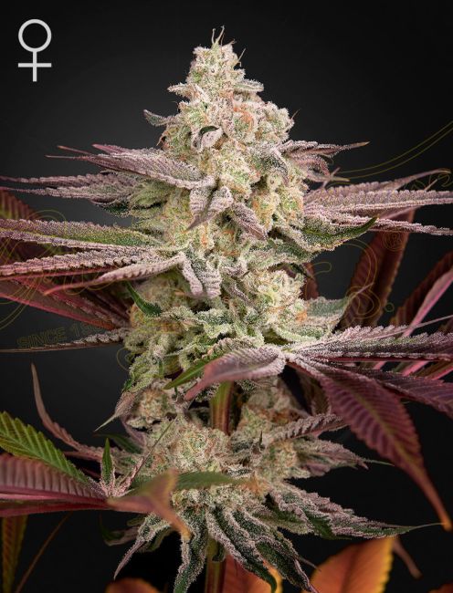 Chemical Bride Feminized Seeds