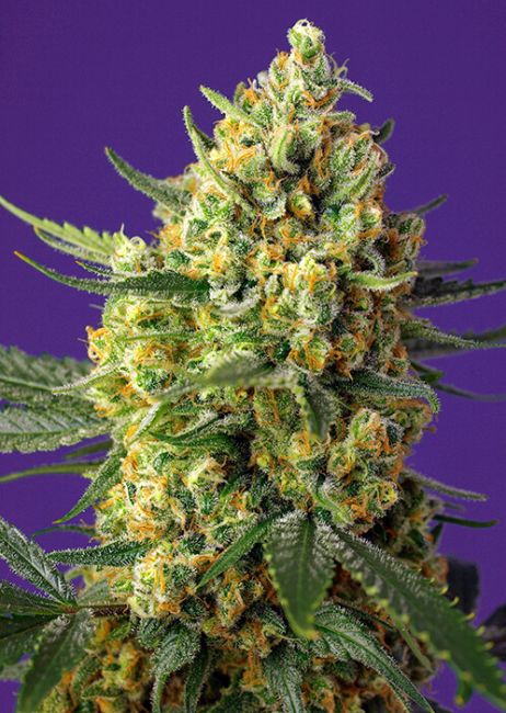 Crystal Candy XL Auto Feminized Seeds