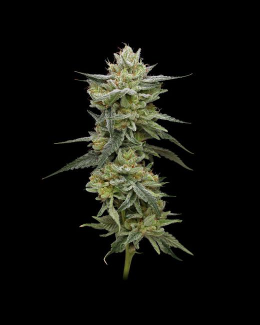 Hella Jelly (formerly Jelly Rancher) Feminised Seeds – 5