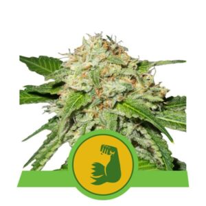 HulkBerry Auto Feminised Seeds - 3
