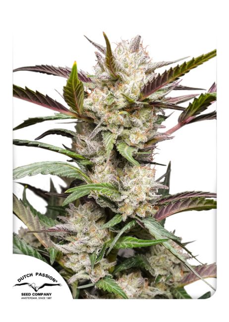 Mimosa Punch Auto Feminised Seeds – 7