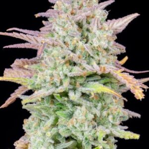 Original Trainwreck Auto Feminised Seeds - 10