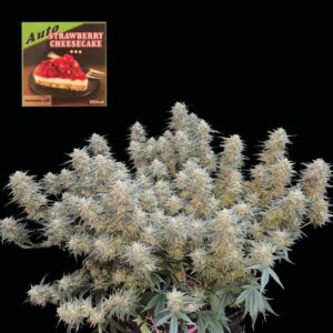 Strawberry Cheesecake Auto Feminised Seeds - 5