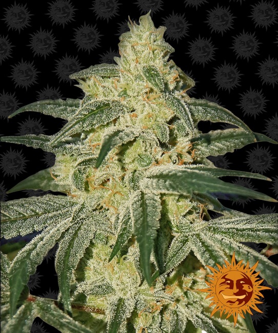 afghan-hash-plant-regular-main