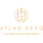 Cheetah Fat FAST Feminized Seeds - 5