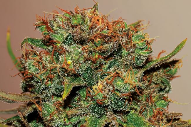 big-buds_4