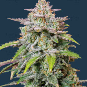 Black Runtz Auto Feminized Seeds - BULK x 100