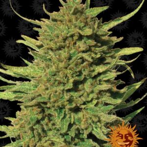 Critical Kush Regular Seeds - 10