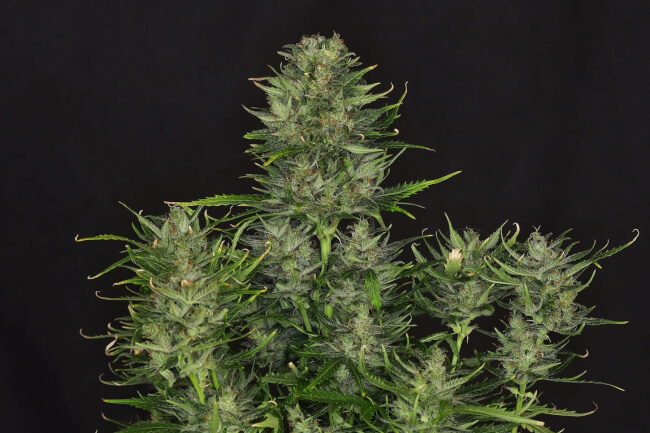 fem-bulk_3