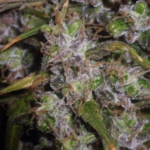 Garlic Breath Auto Feminized Seeds - BULK x 100