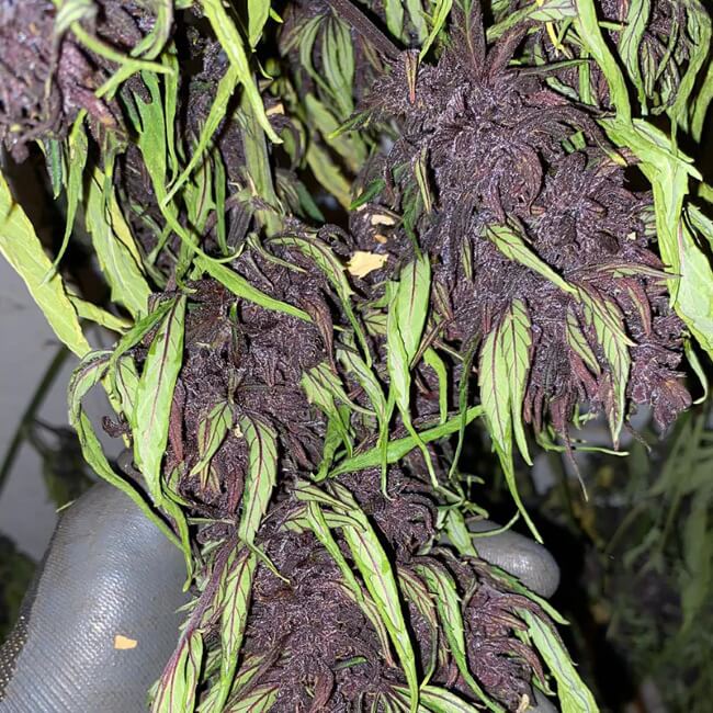 glu-cbd-auto