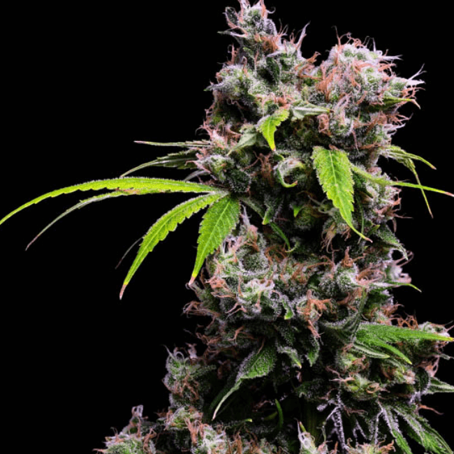 golden_pineapple_2