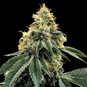Kosher Dawg Feminised Seeds - 6