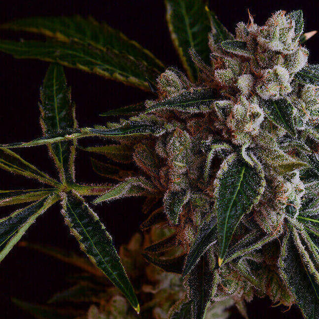 la_kosher_kush