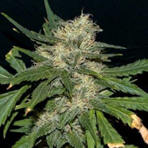Northern Lights FAST Feminized Seeds - BULK x 100