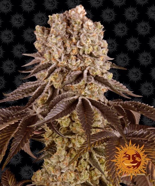 purple punch barneys farm