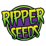 Zombie Kush feminized Seeds
